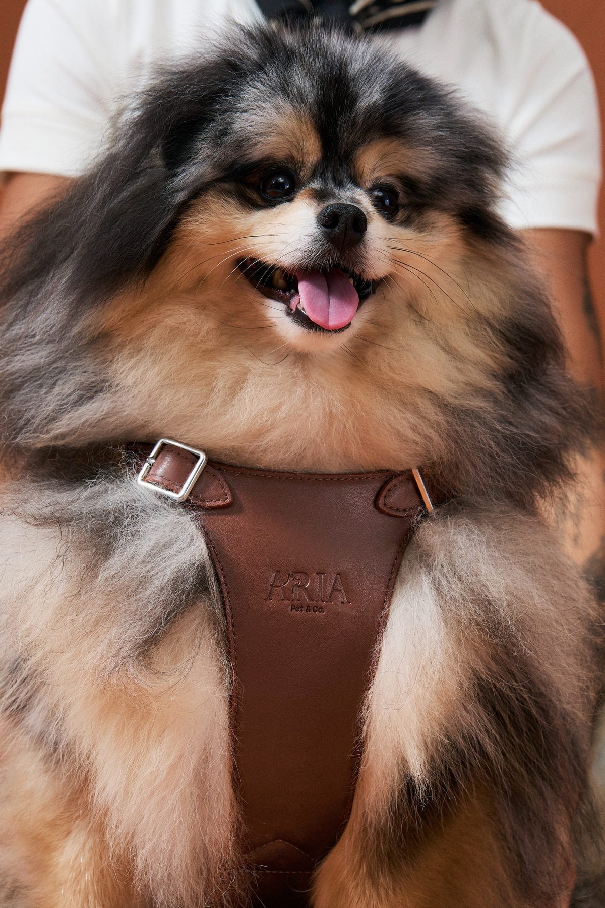Cachorro no colo usando peitoral ARIA na cor marrom, com fivela metálica e logo em relevo