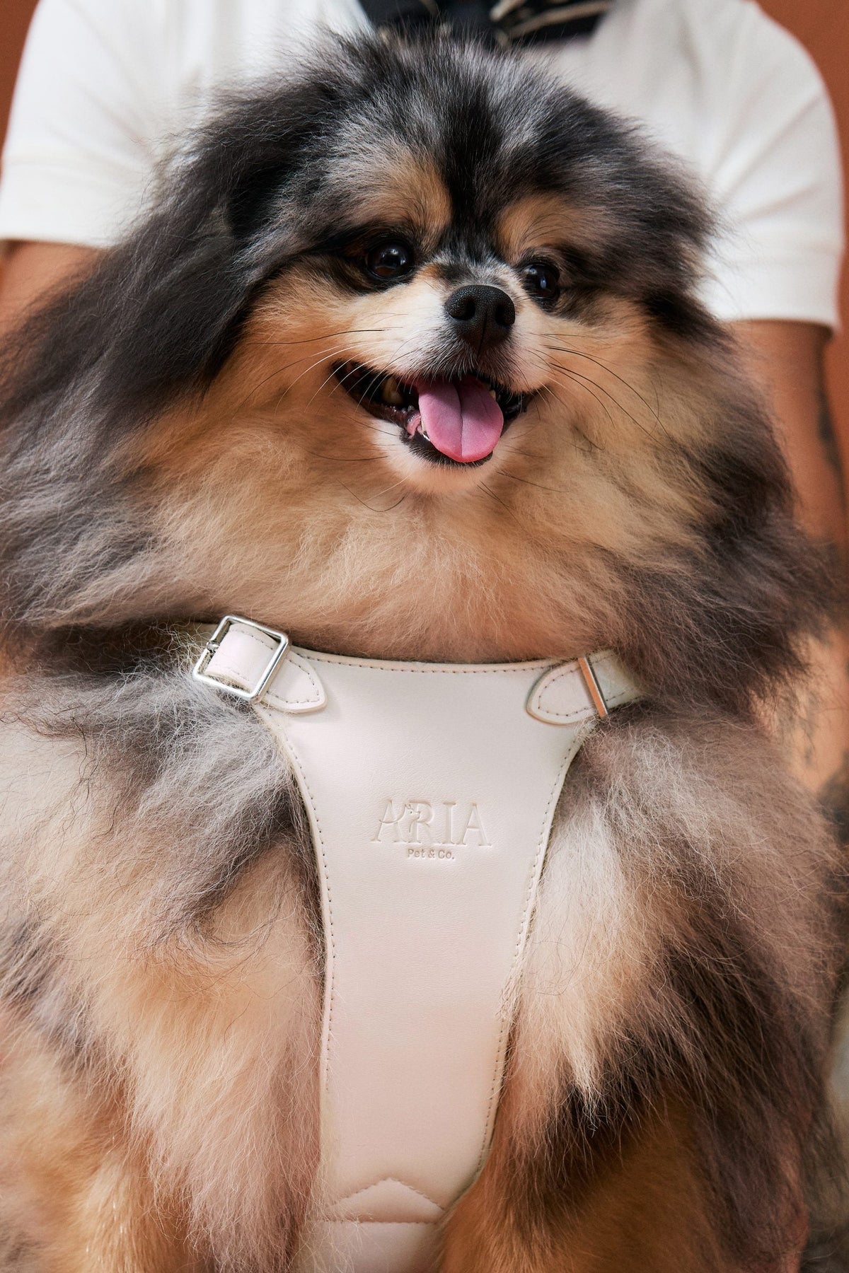 Cachorro no colo usando peitoral ARIA na cor off white, com fivela metálica e logo em relevo