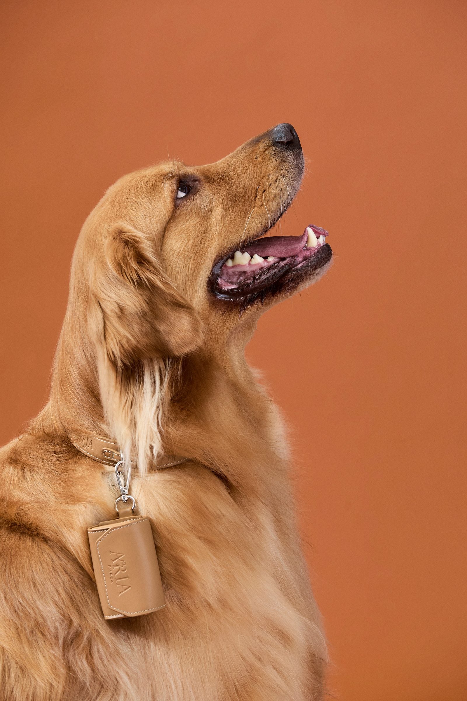 Cachorro de perfil com porta saquinho ARIA caramelo preso à coleira