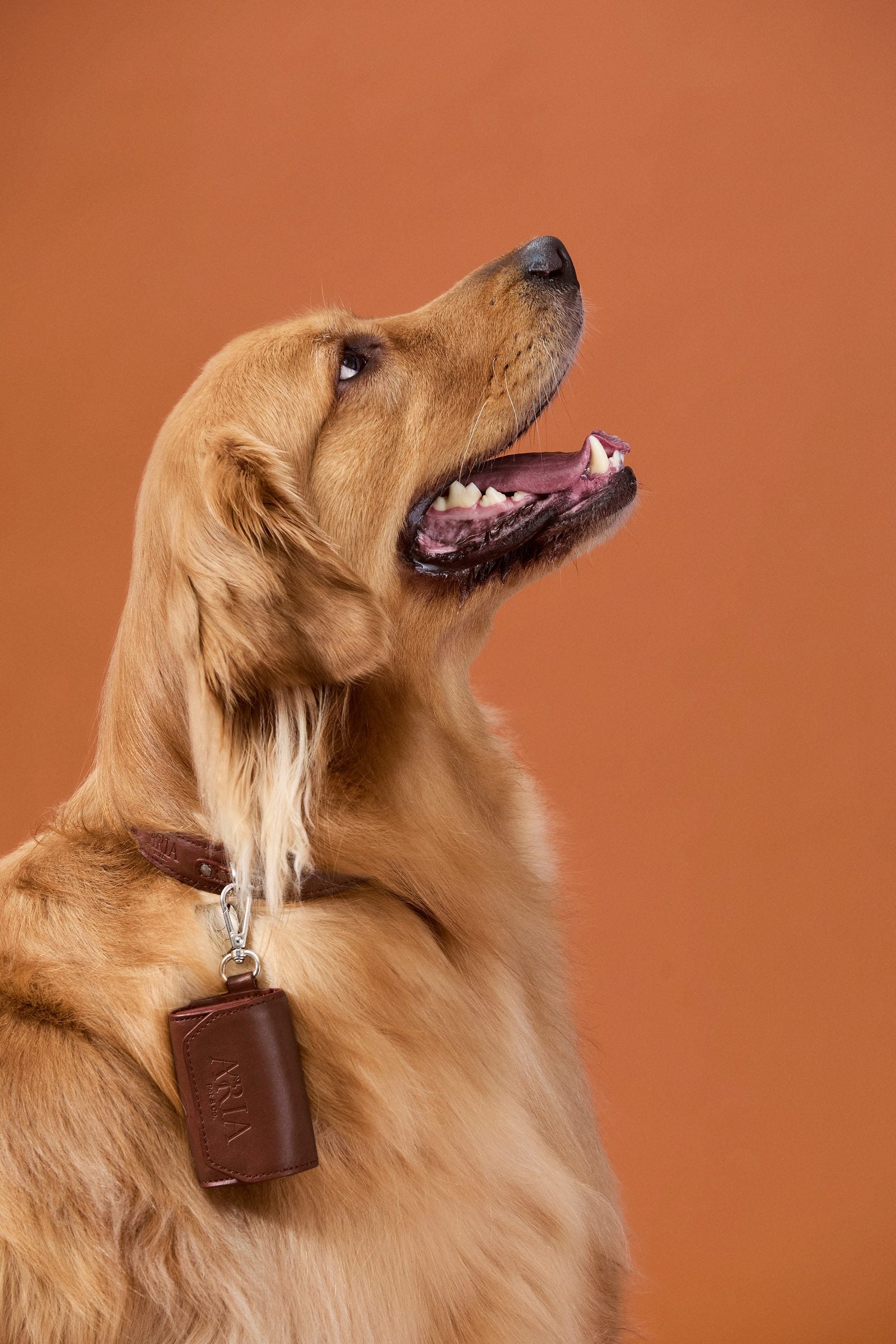 Cachorro de perfil com porta saquinho ARIA marrom preso à coleira