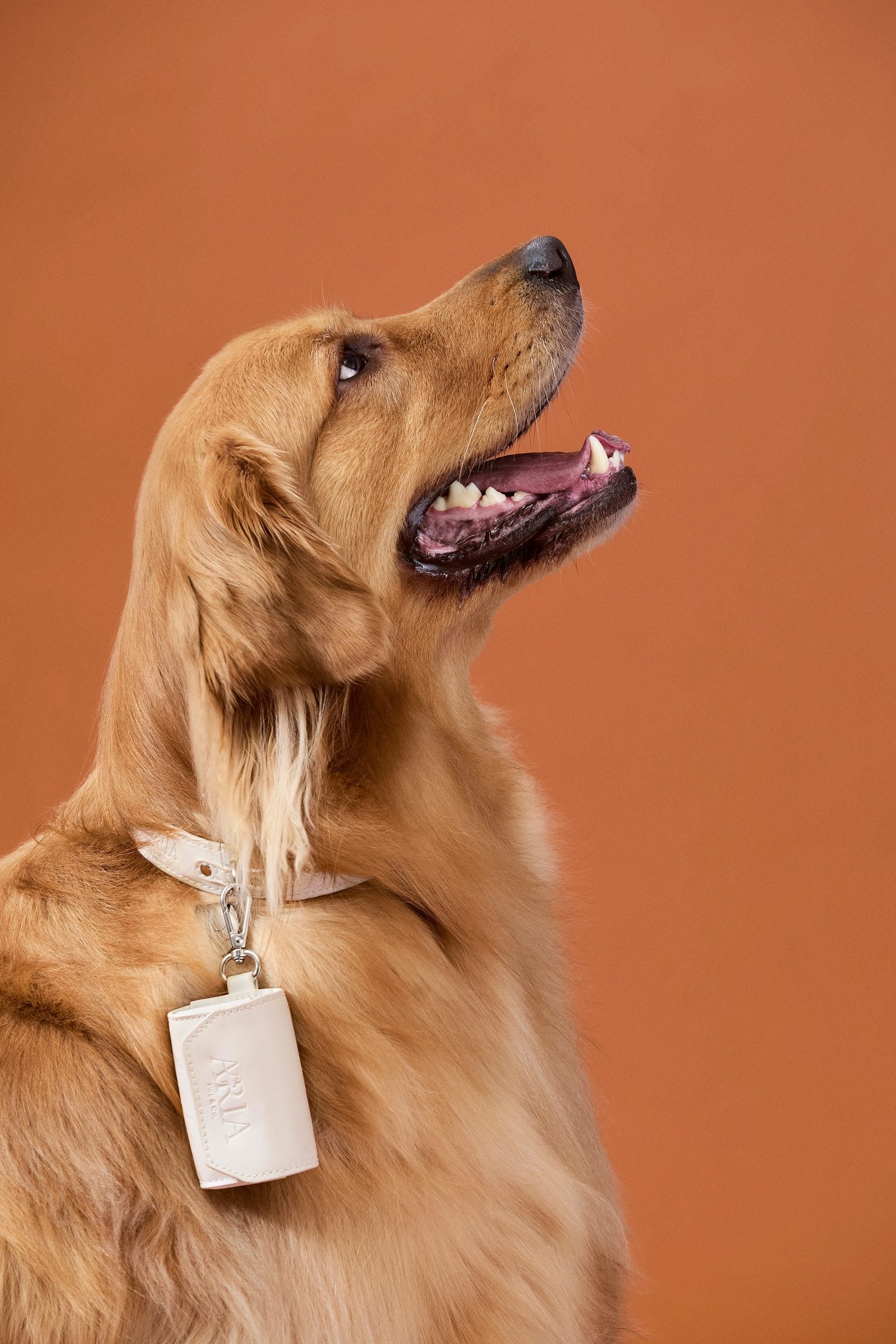 Cachorro de perfil com porta saquinho ARIA off white preso à coleira