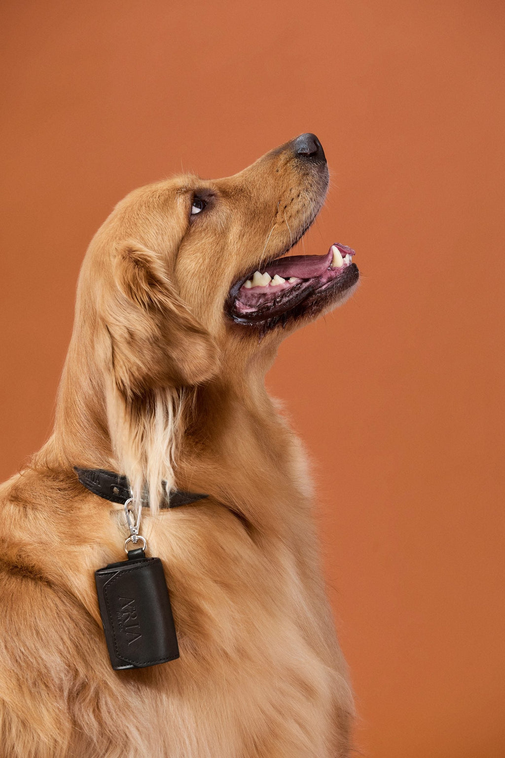 Cachorro de perfil com porta saquinho ARIA preto preso à coleira
