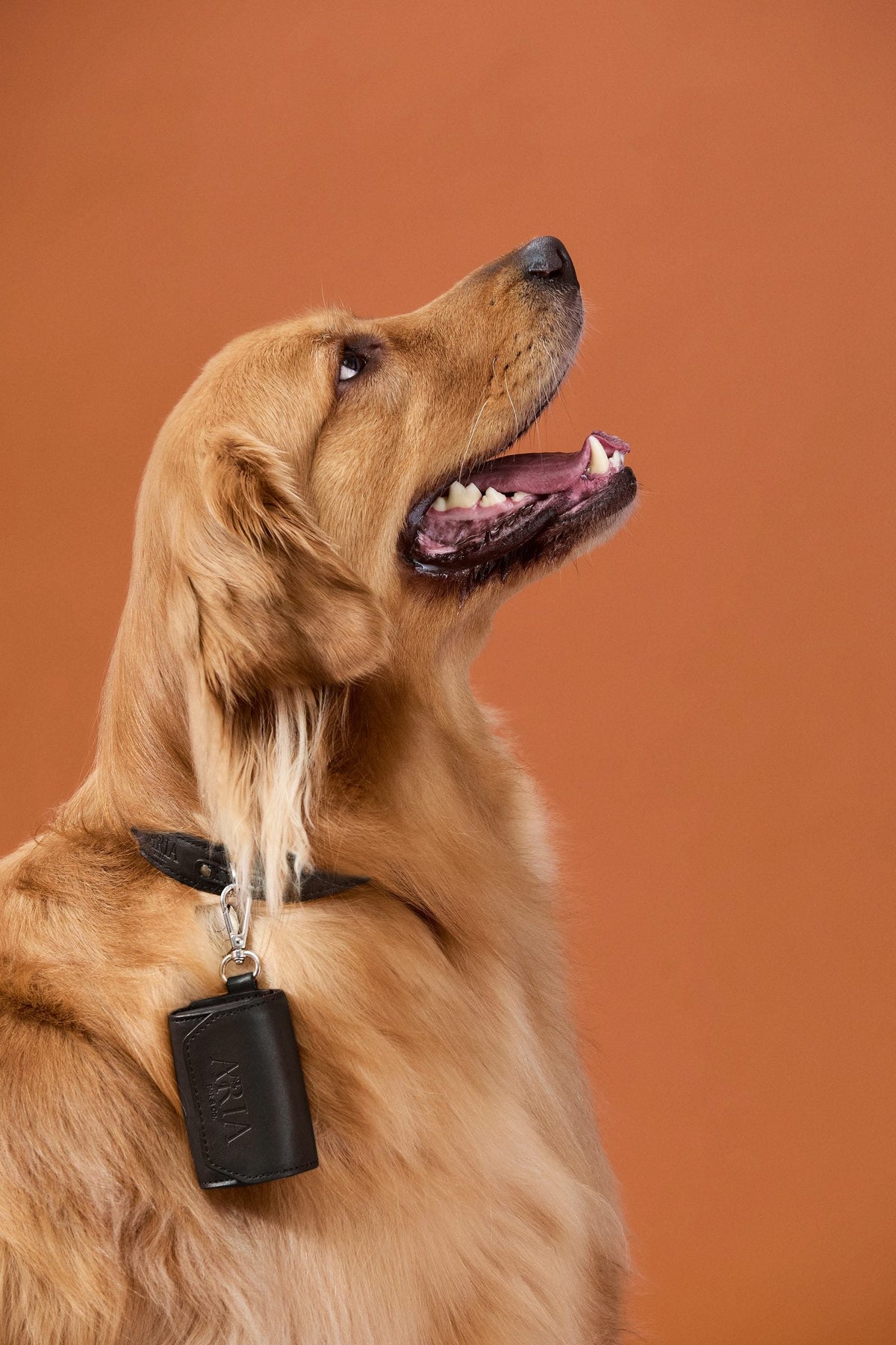 Cachorro de perfil com porta saquinho ARIA preto preso à coleira